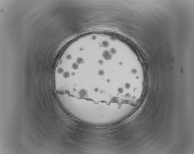 X0000064731497200603131240