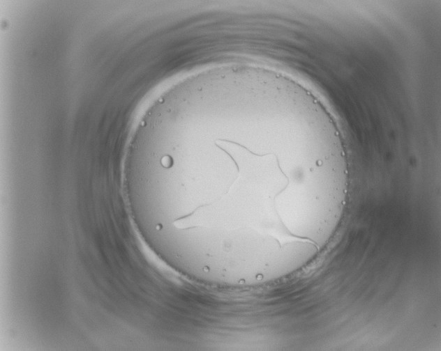 X0000064731535200603131240