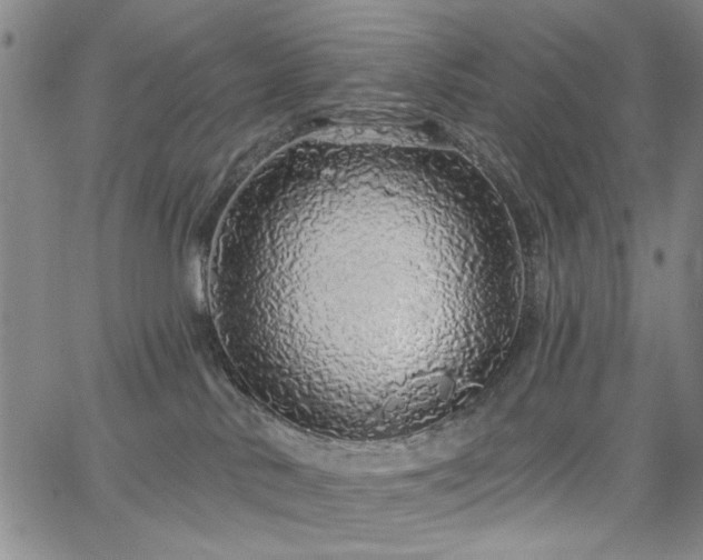 X0000064740042200602101159