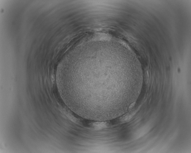 X0000064740085200602101158