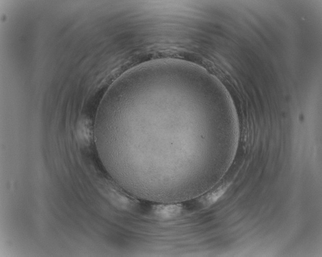 X0000064740135200602101157
