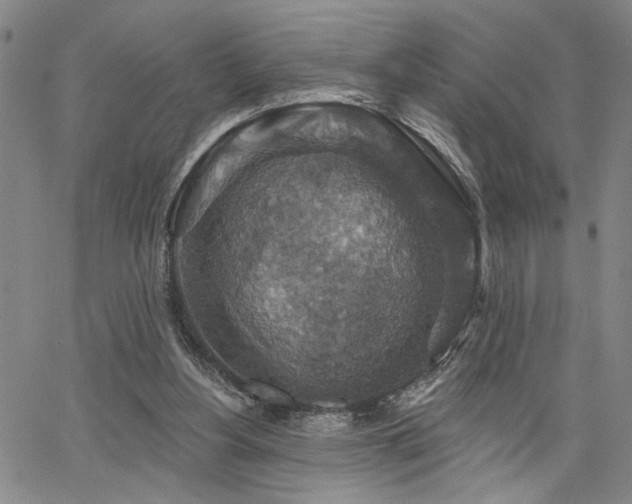 X0000064740156200602101156