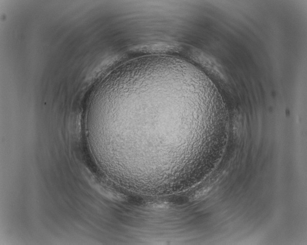 X0000064740206200602101156