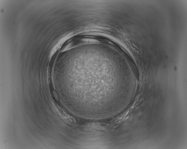 X0000064740244200602101155