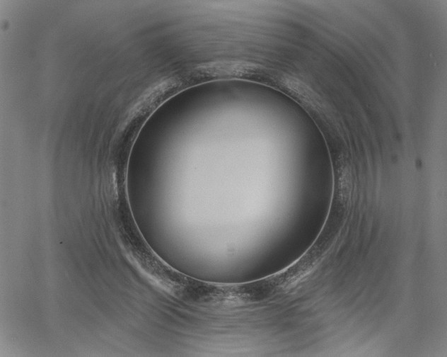 X0000064740254200602101155