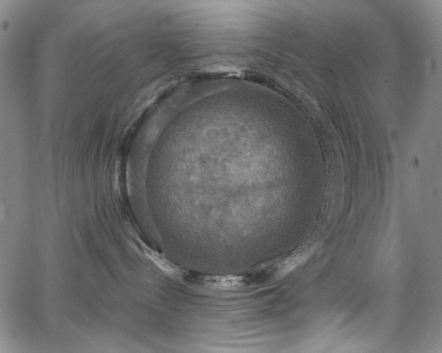 X0000064740288200602101155