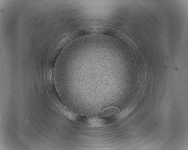 X0000064740336200602101154