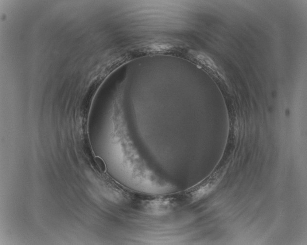 X0000064740366200602101153