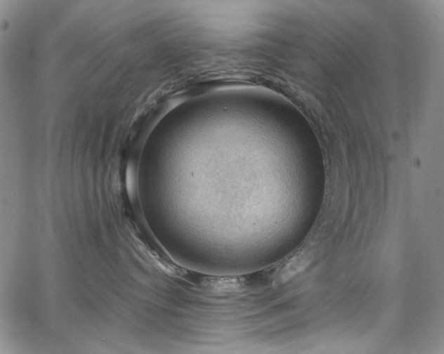 X0000064740384200602101154