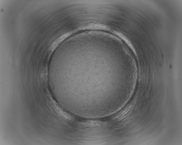 X0000064740437200602101151