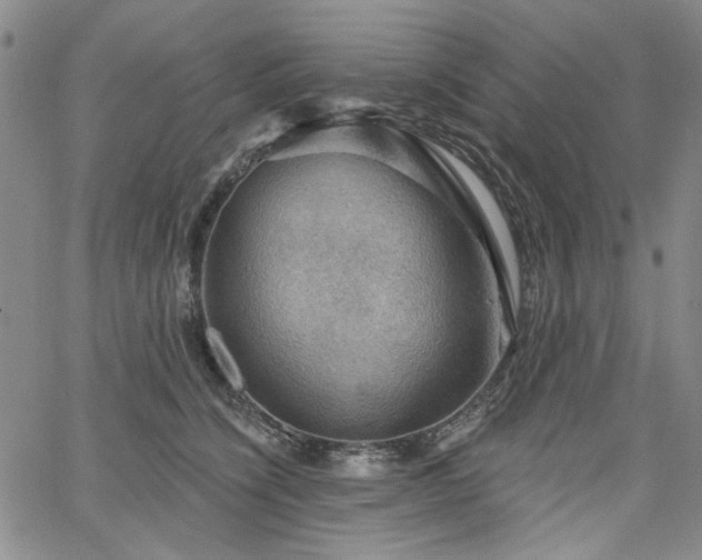 X0000064740564200602101150