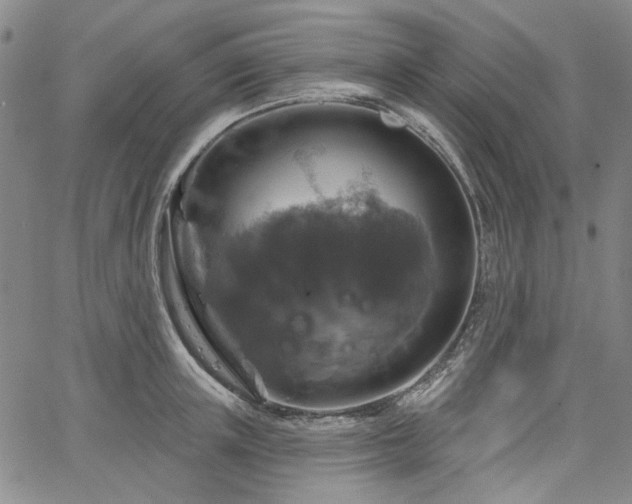 X0000064740851200602101146