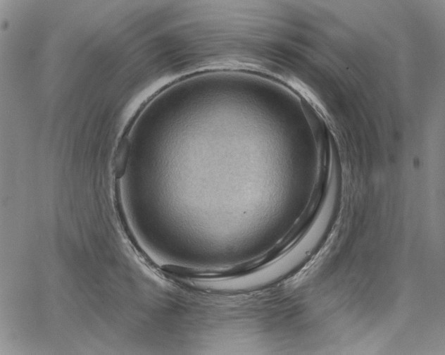 X0000064740854200602101146