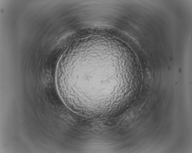 X0000064740918200602101144