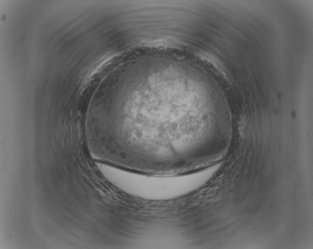 X0000064740968200602101143