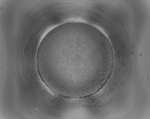 X0000064741056200602101143