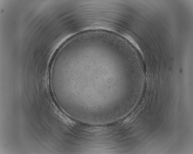 X0000064741076200602101142