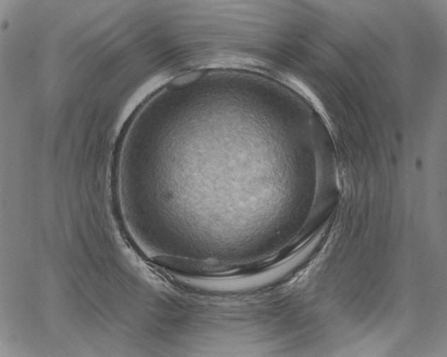 X0000064741138200602101141