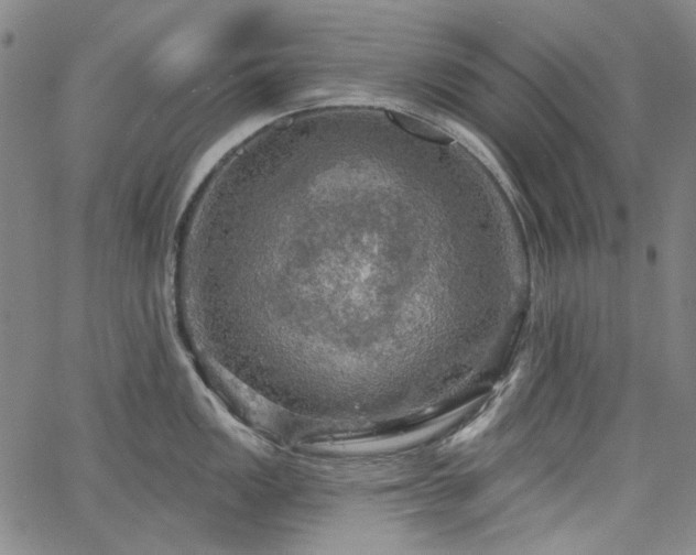 X0000064741149200602101141