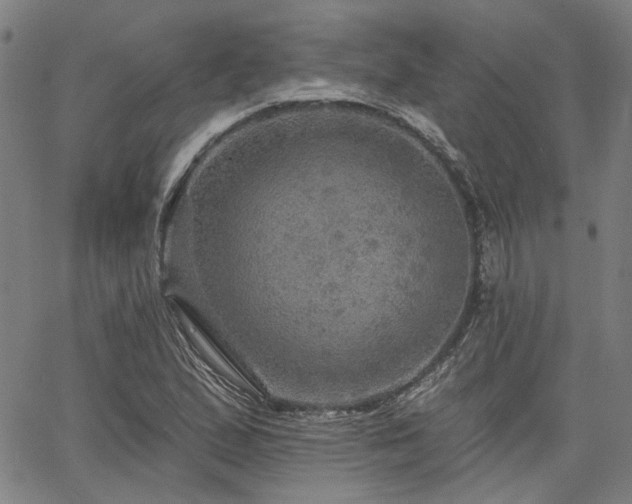 X0000064741167200602101140