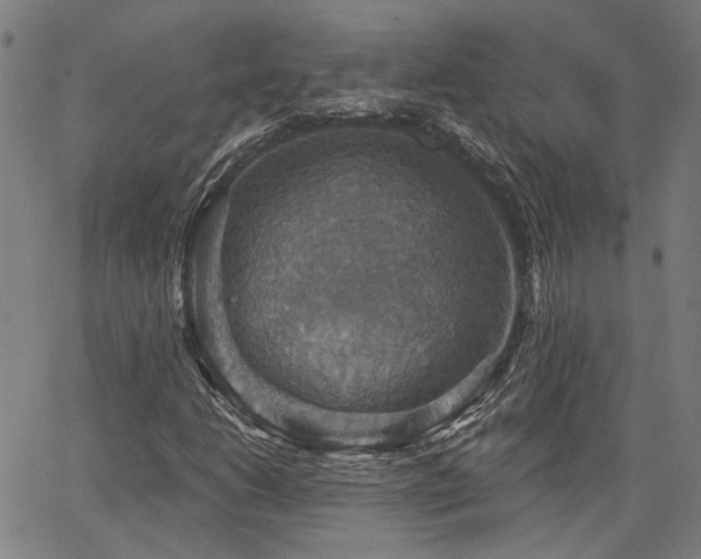 X0000064741206200602101139