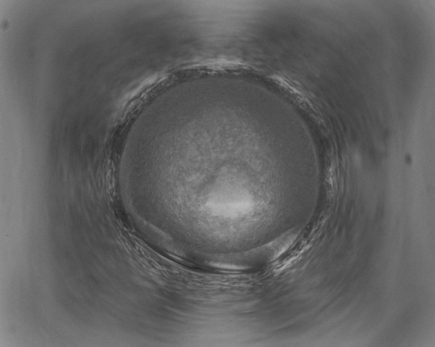 X0000064741398200602101136