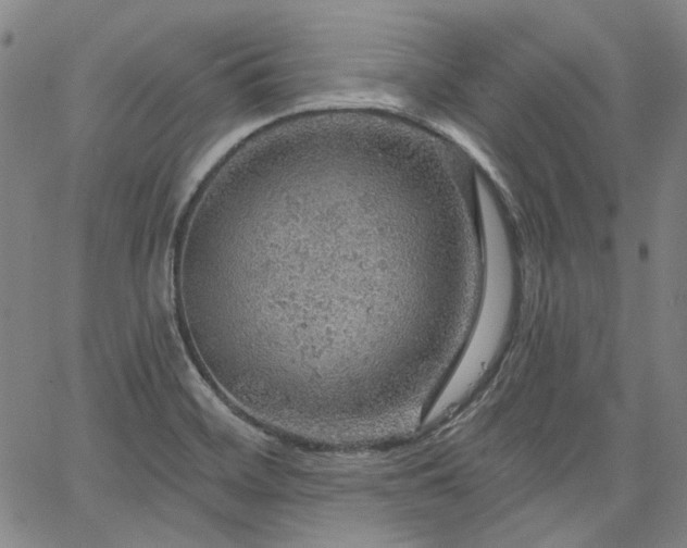 X0000064741468200602101135