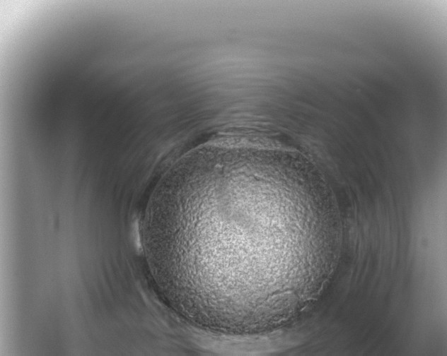 X0000064740042200602131327