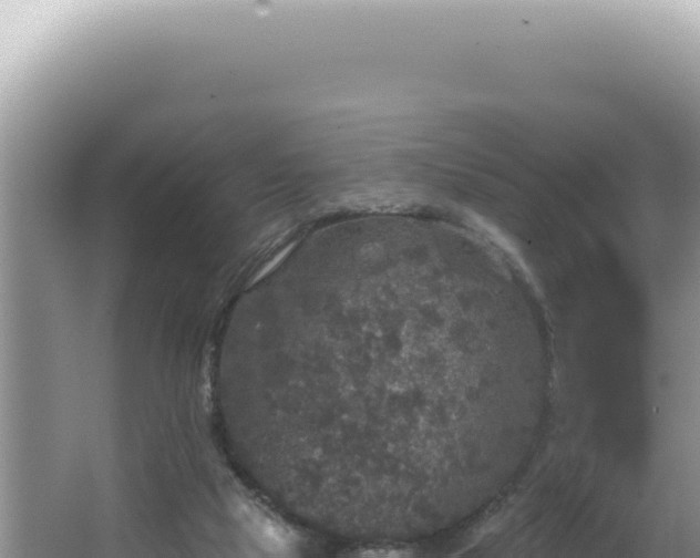 X0000064740065200602131327