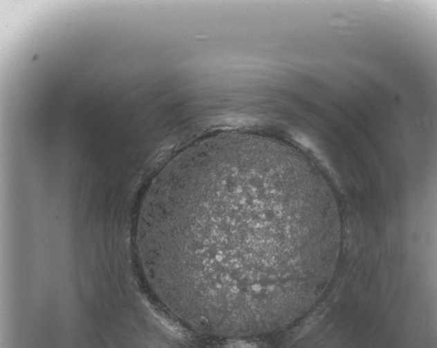 X0000064740257200602131323