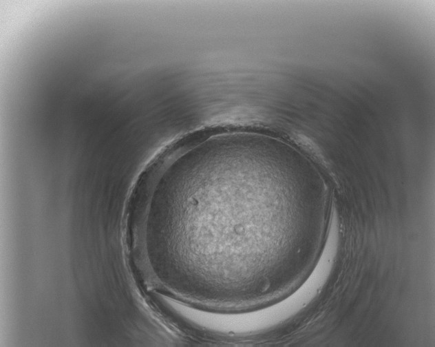 X0000064740680200602131317