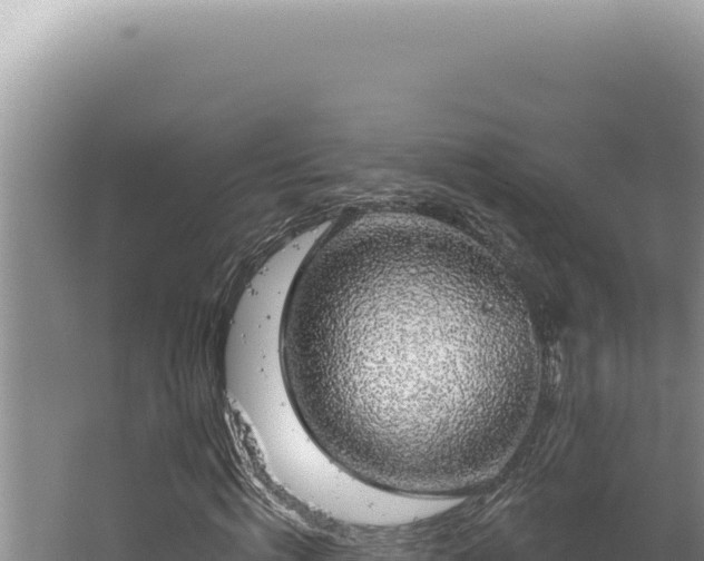 X0000064740820200602131314