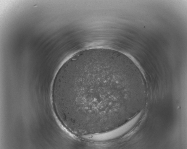 X0000064740957200602131313