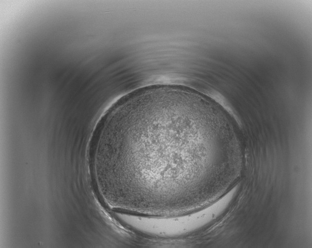 X0000064740972200602131312