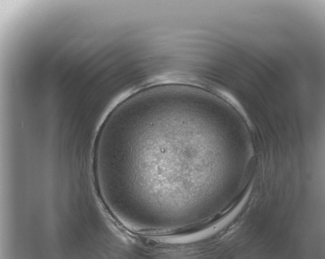 X0000064741146200602131309