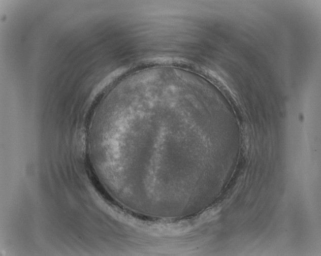 X0000064740016200602171719