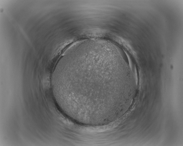 X0000064740017200602171719