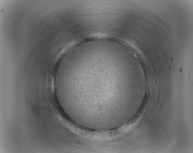 X0000064740024200602171719