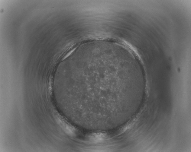 X0000064740065200602171718