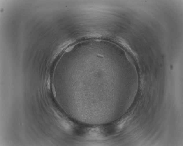 X0000064740068200602171718