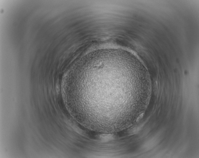 X0000064740085200602171718