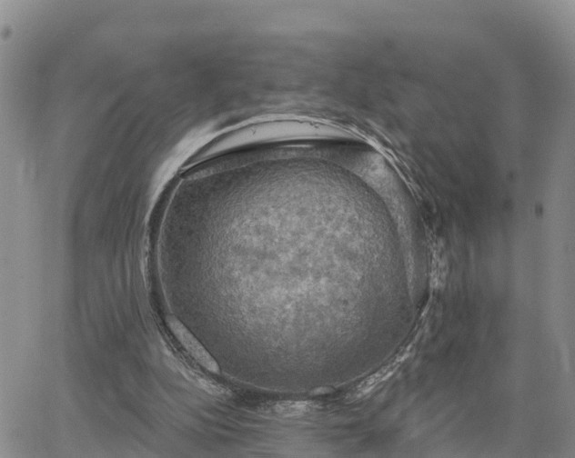 X0000064740152200602171716