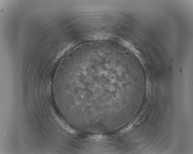 X0000064740153200602171716