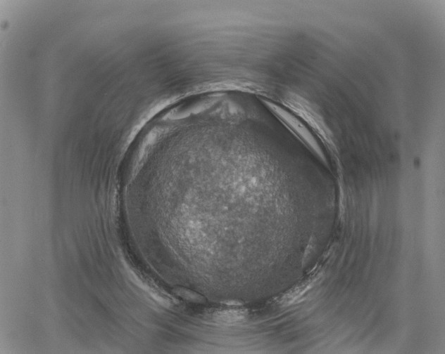 X0000064740156200602171716