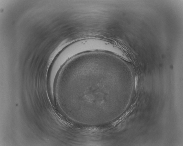 X0000064740195200602171716