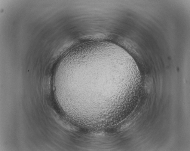 X0000064740206200602171716