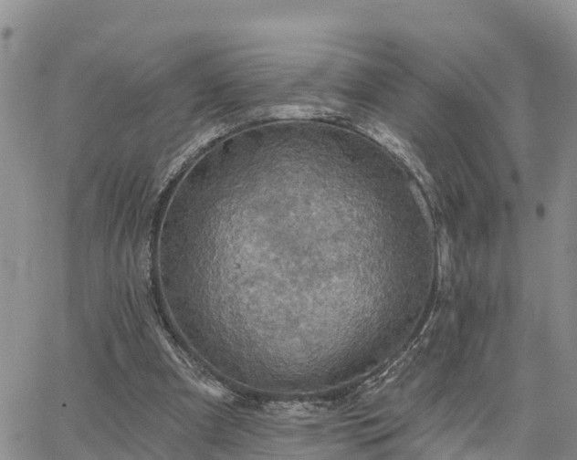 X0000064740297200602171714