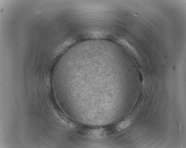 X0000064740306200602171714