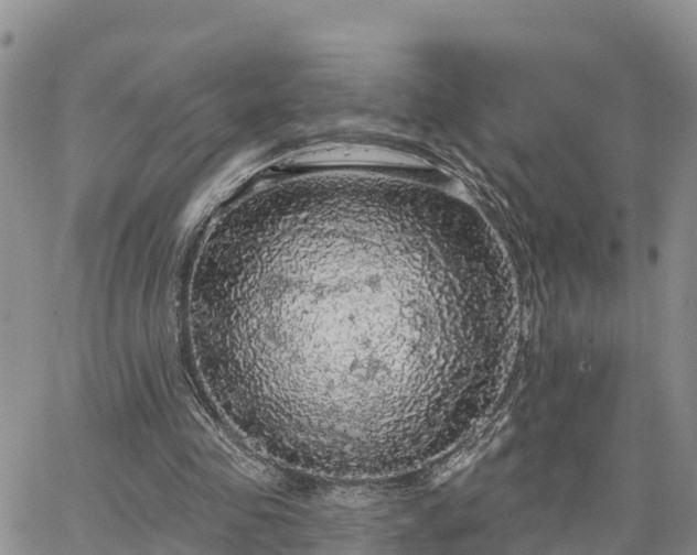 X0000064740341200602171713