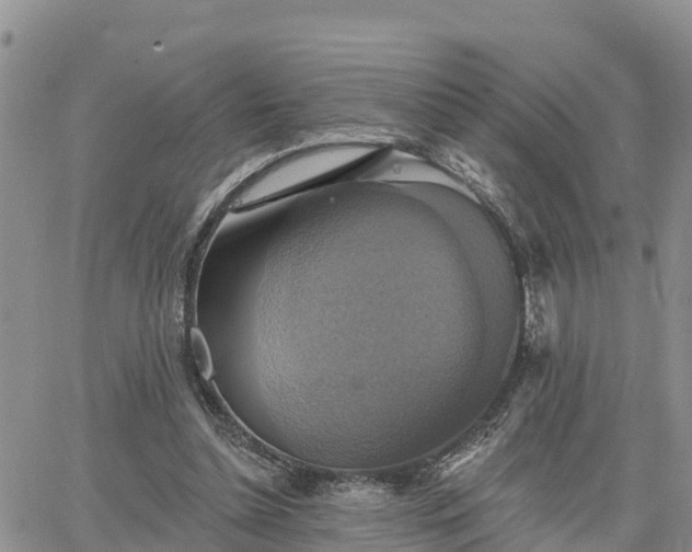 X0000064740348200602171713